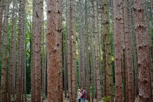 A romantic engagement session in Grand Haven Michigan at Rosy Mounds nature trails with a beautiful couple and beautiful sunlight.