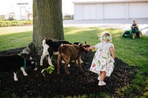 A day in the life photography session at the families farmhouse in Michigan with triplets, adorable kids fashion, goats, chickens, and fresh vegetables.