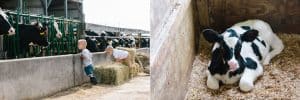 A day in the life with toddler triplets at the Dekker farm in the greater Grand Rapids area.