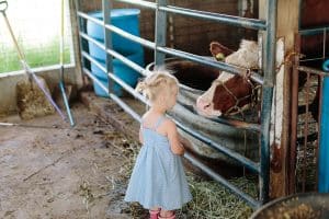 A day in the life with toddler triplets at the Dekker farm in the greater Grand Rapids area.