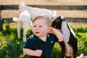 One year baby photos at a farm in Michigan.