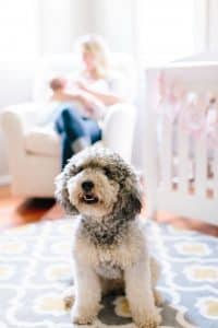 An in home lifestyle newborn session in Wayland, Michigan for baby Roselyn.