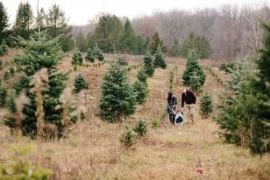 A family photo session with a family of three at a Christmas Tree Farm in Alto Michigan at Postema Christmas Tree Farm.