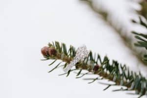 The first Michigan snowfall was the perfect backdrop for this engagement session in Grand Rapids at Vormittag Tree Farm.