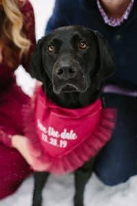 A winter engagement session with a dog in Grand Rapids, MI photographed by Mae Photo Co at Provin Trails, Aquinas college, and wealthy street bakery.