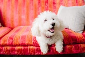 A family session with a dog and a baby photographed in Grand Rapids, Michigan.