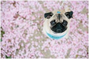 An Engagement session featuring the couples pet pug.