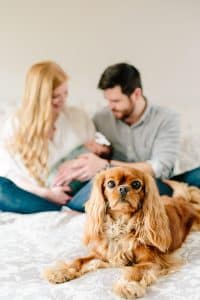 An in home newborn photo session with a dog in Grand Rapids, MI.